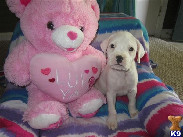 Puppies in KY